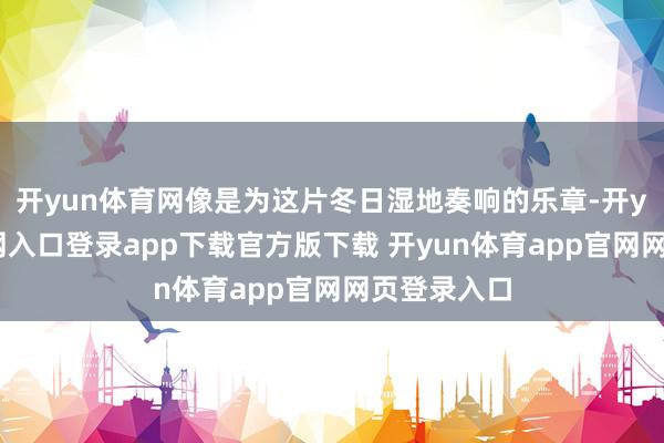 开yun体育网像是为这片冬日湿地奏响的乐章-开yun体育官网入口登录app下载官方版下载 开yun体育app官网网页登录入口